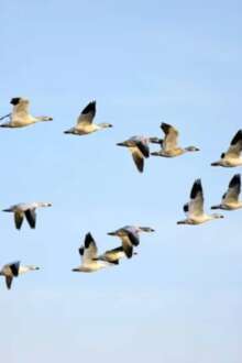 Conjunto de aves a sobrevoar o céu